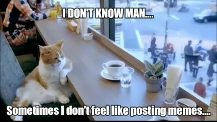 Cat Doesn't Feel Like Posting Memes