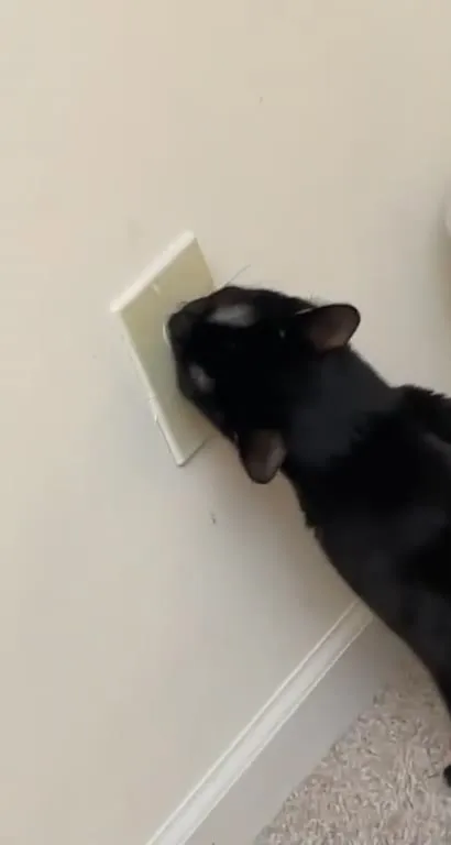 Кот у розетки