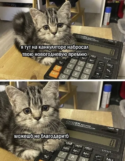 Котёнок рассчитал премию