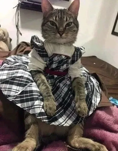 Кот в клетчатом платье