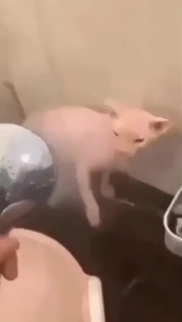 Лысый кот испугался шара