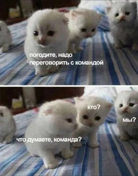 Переговорить с командой котят