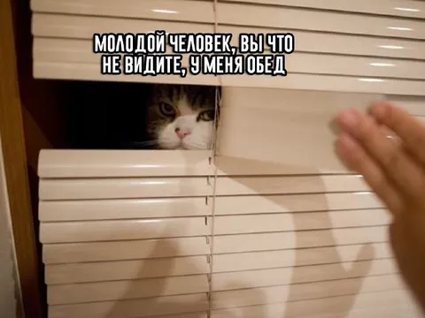 Кот за жалюзи просит обед