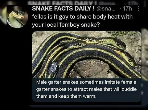 Femboy Snake Cuddle Facts