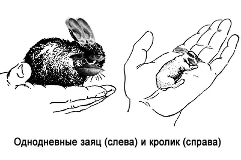 Однодневные заяц и кролик