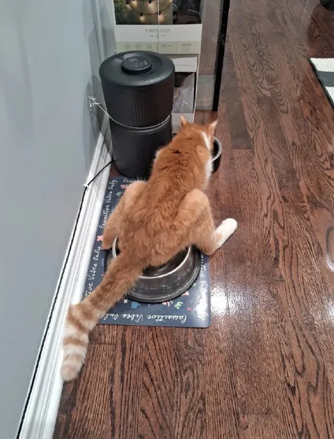 Cat Guarding the Food Bowl