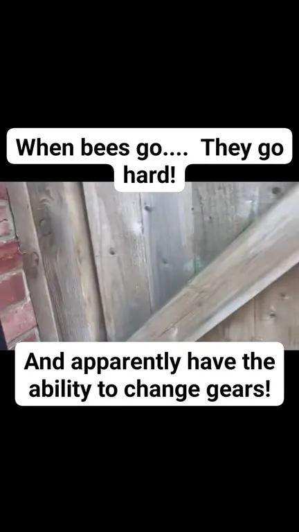 Bee Changes Gears