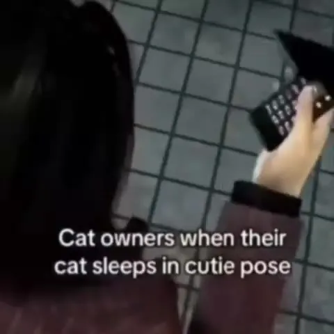 Cat Owners See a Cute Sleeping Pose