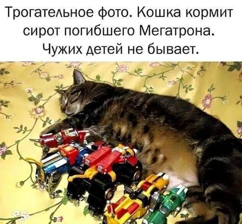 Кошка кормит сирот Мегатрона
