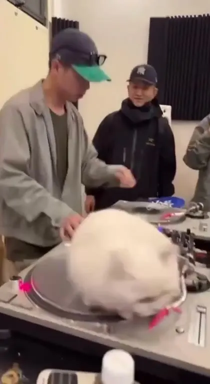Кот диджеит на вертушке