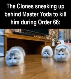 Clone Cats During Order 66