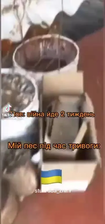 Мій пес під час тривоги