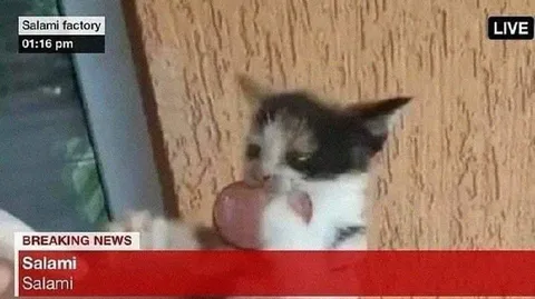 Salami Factory Breaking News