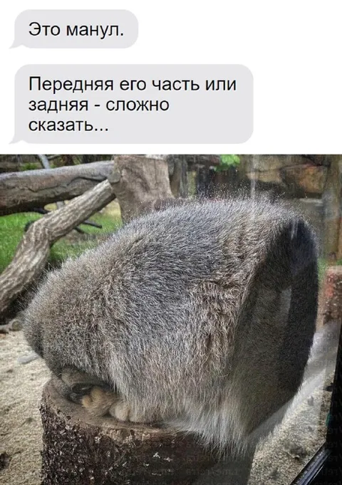 Это манул спиной или лицом
