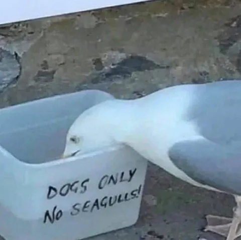 Seagull Ignores Dogs Only Sign