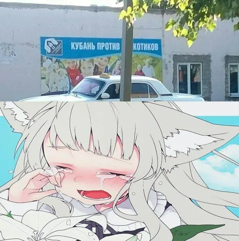 Кубань против котиков