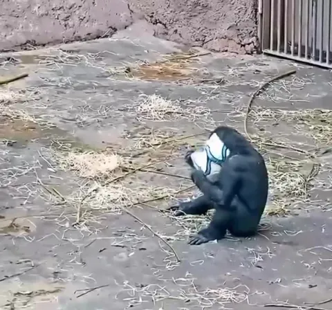 Горилла и футбольный мяч