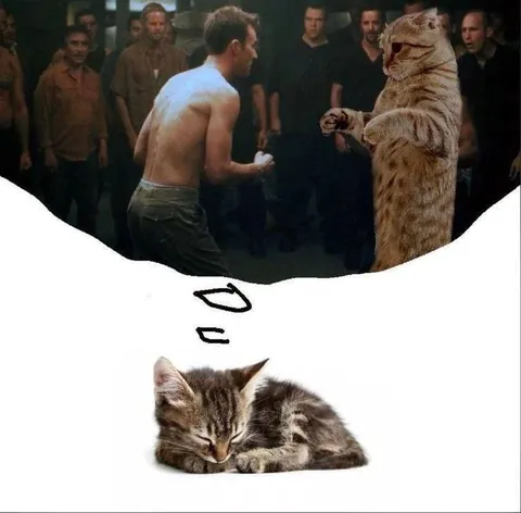 Котёнок мечтает о драке
