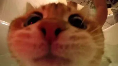 Кот крупным планом