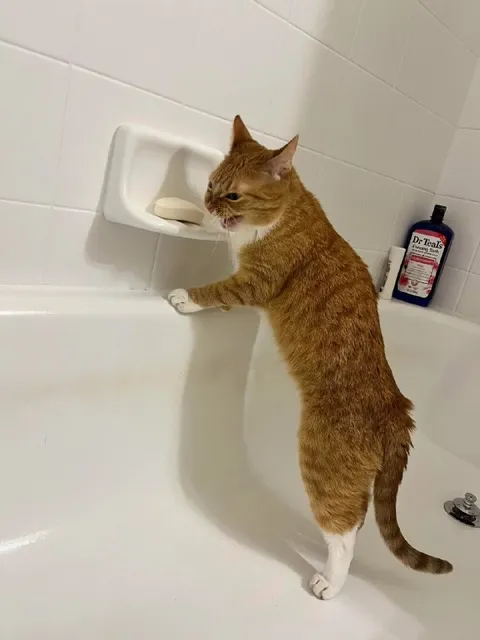 Кот моется в ванной