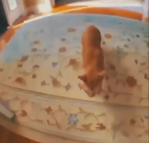 Кот вызывает полицию