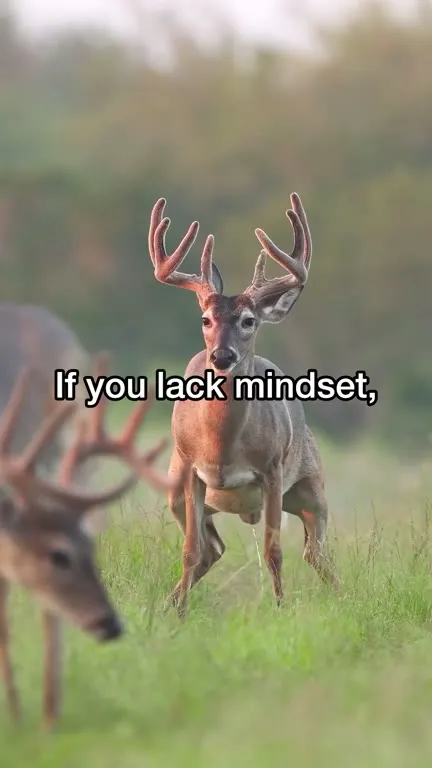 Mindset Deer Blessing
