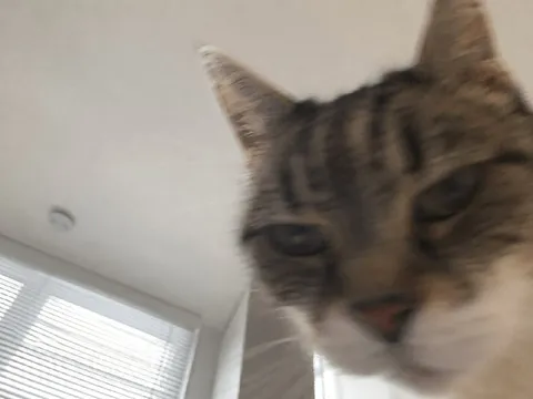 Кот прислал случайное селфи