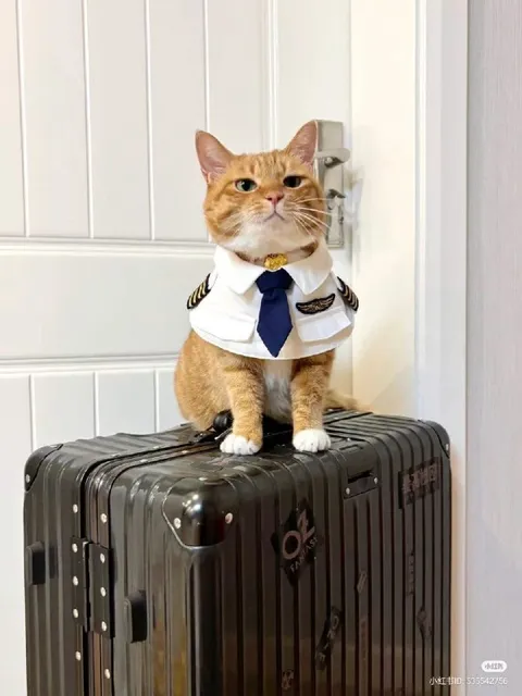 Кот-пилот на чемодане