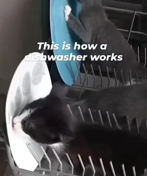Cats Are the Dishwasher