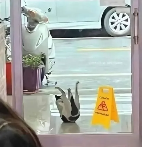 Gato resbala en piso mojado