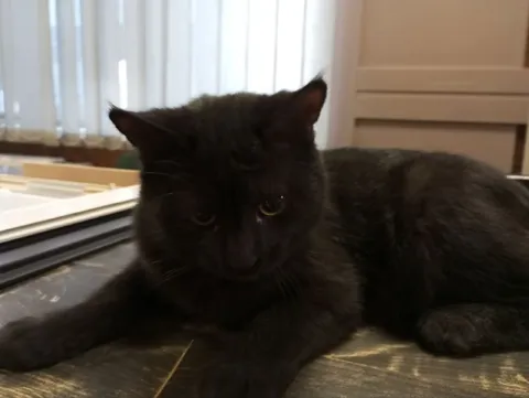 Мрачный чёрный кот