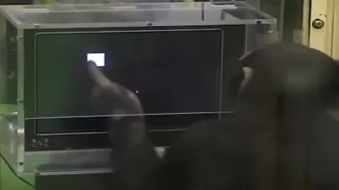 Are You Smarter Than a Monkey?