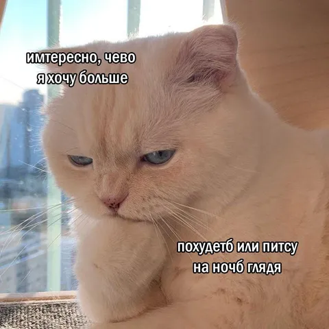 Кот выбирает похудеть или пиццу