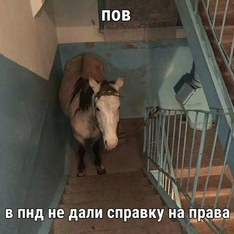 Лошадь не получила справку на права