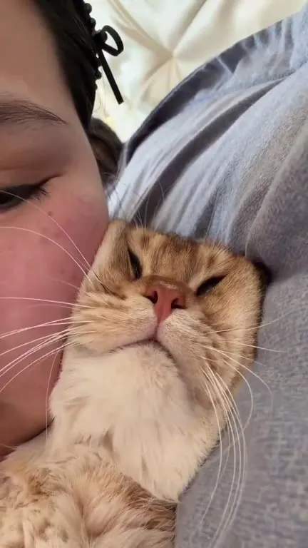 Кот уютно лежит рядом