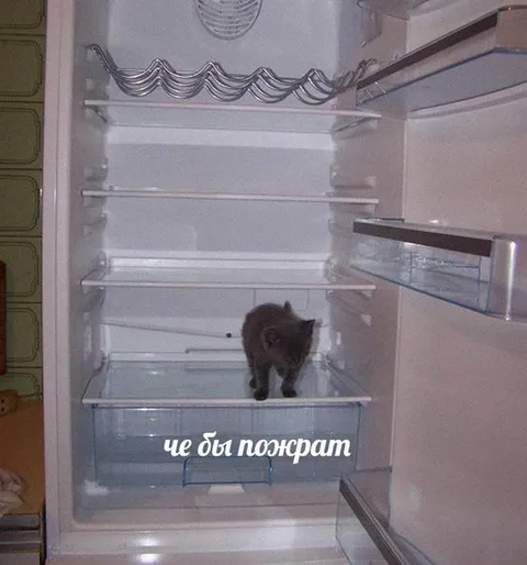 Кот в пустом холодильнике