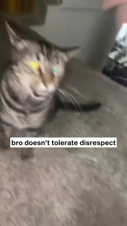 Cat Does Not Tolerate Disrespect