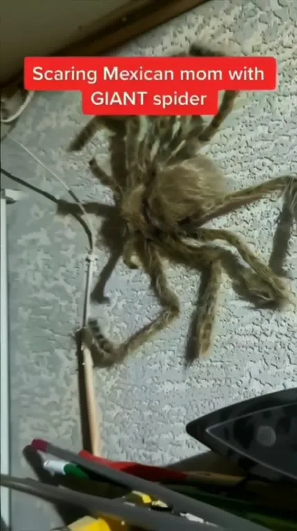 Scaring Mexican Mom With Giant Spider