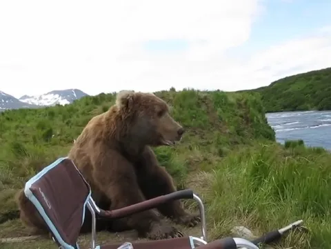 Медведь занял кресло