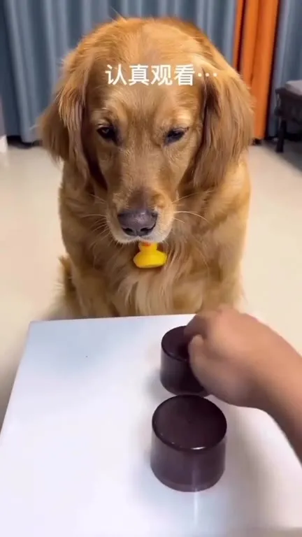 狗狗猜杯子找零食