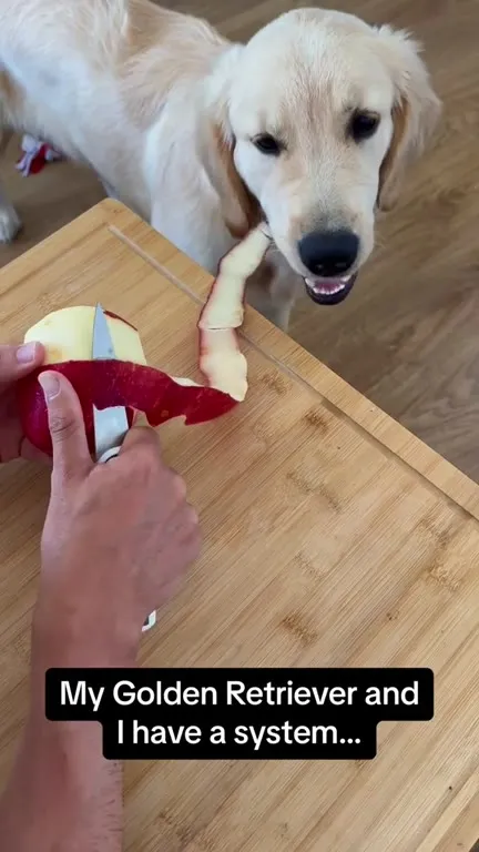 Golden Retriever Apple Peel System
