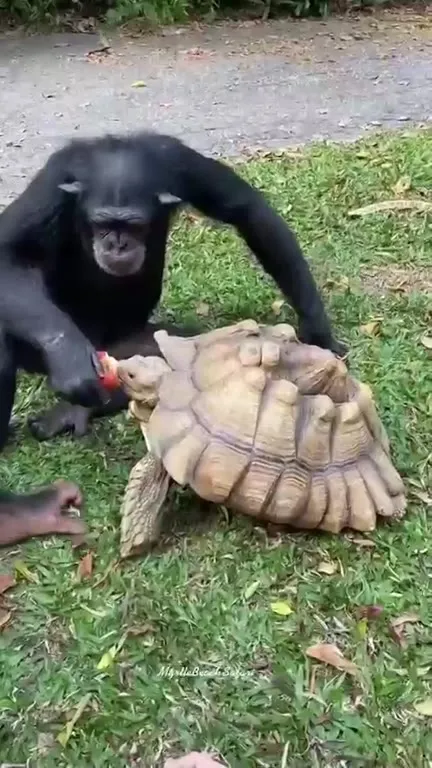 Шимпанзе угощает черепаху