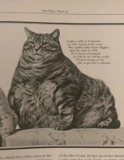 The Well Fed Cat