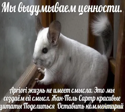 Шиншилла и смысл жизни