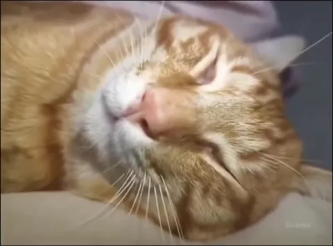 Кот кайфует под музыку