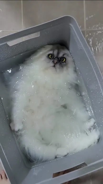 Кот принимает ванну