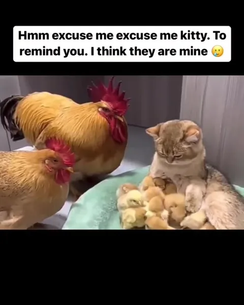 Cat Claims the Chicks