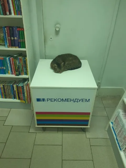 Кот, которого рекомендуют