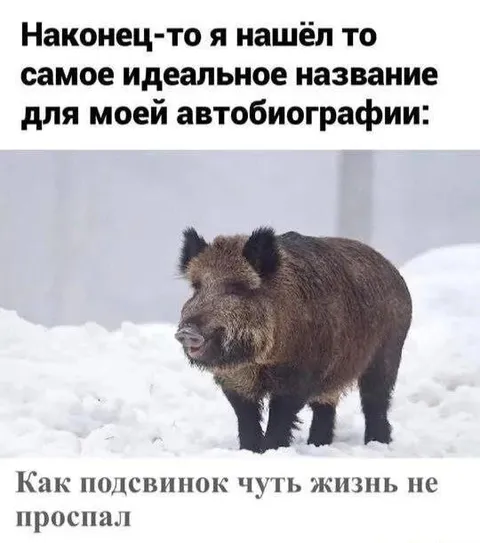 Идеальное название автобиографии подсвинка