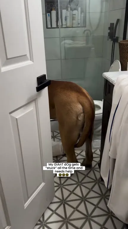 Giant Dog Gets Stuck